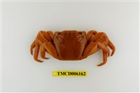 藏品(白紋方蟹)的圖片